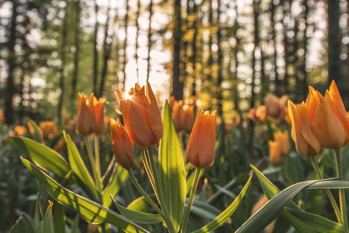 量子点膜技术应用：2024年，它将如何重塑显示行业格局？